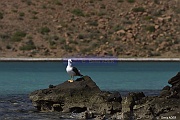 Larus livens Goeland de Cortez_D8S5258_tn